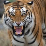 GRRR Stock: A Canadian Investor’s Guide to Gorilla Technology (Nasdaq: GRRR), Risk, and Smart Tactics